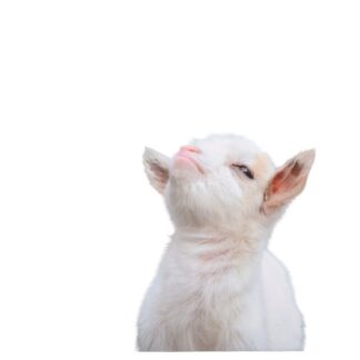 Holy Sheep! Gift Bag Med Sz