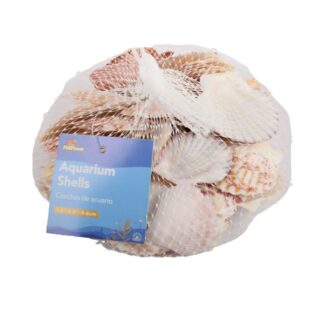 Aquarium Shells Atlantic Cockle 4-6 Cm