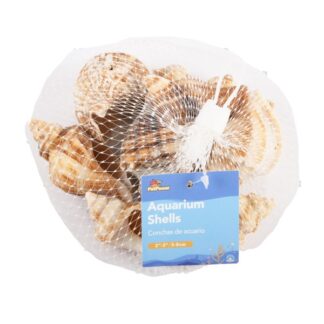 Aquarium Shells Queen Conch 3-7 Cm