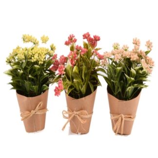 Nuvalu Flower Plant In Plastic Pot 4 Color