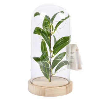 Glass Led Cloche With Plant Wood Base 5.5 X 10.5 In