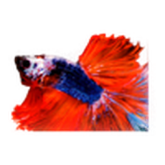 Nuvalu Artificial Aquarium Plant 4" Variety Asst Design