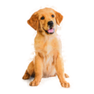 Pet Training Pad Vibrant Life 100Ct Odor Control 22X22"